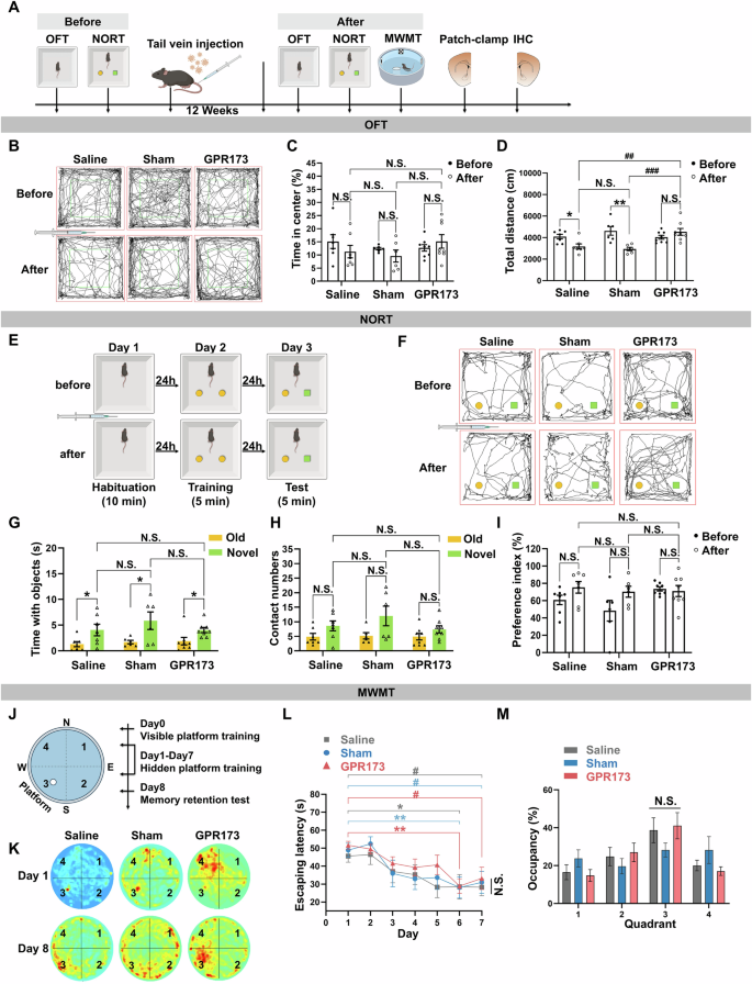 Fig. 6: Long-term AAV-mediated GPR173 upregulation does not induce any anxiety-like behavior or memory loss.