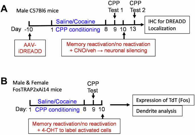 Fig. 1: Experimental timeline of chemogenetic inhibition of targeted neurons during reconsolidation of cocaine contextual memory and identification of activated neurons.