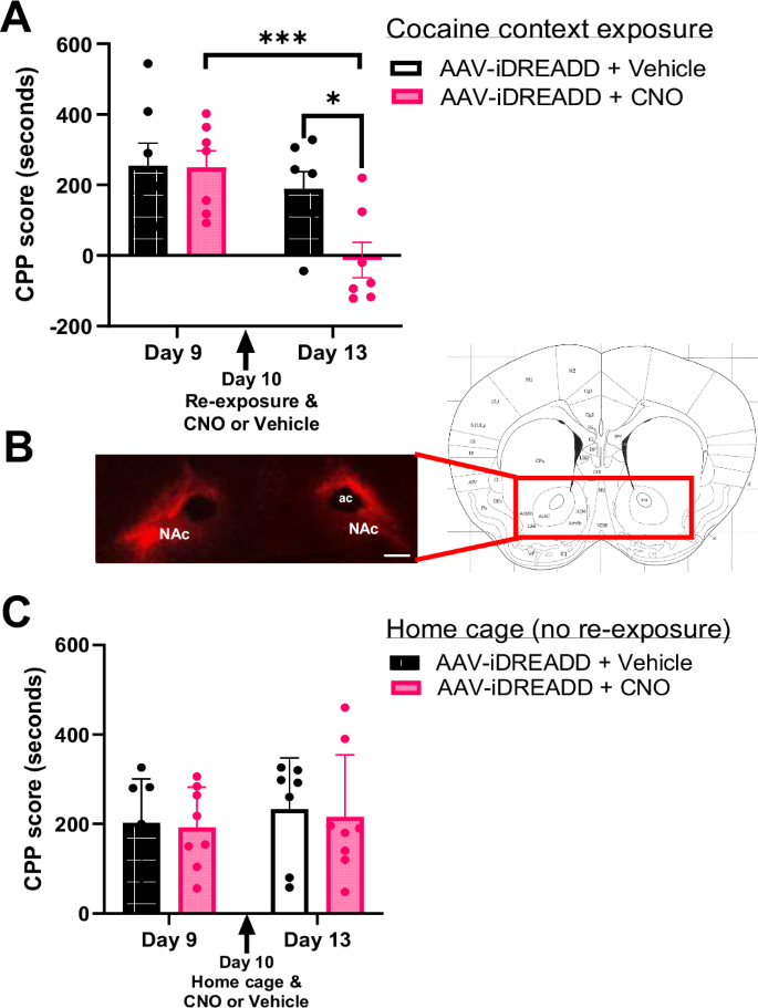 Fig. 2: Inhibition of nucleus accumbens (NAc) neurons during reconsolidation abolished the established cocaine place preference in subsequent testing.