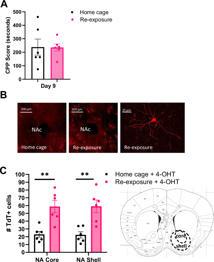 Fig. 3: Quantification of activated TdT+ medium spiny neurons in the nucleus accumbens after cocaine context re-exposure.