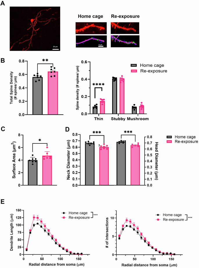 Fig. 4: Dendritic spine analysis of TdT + MSNs in the nucleus accumbens after cocaine context re-exposure.