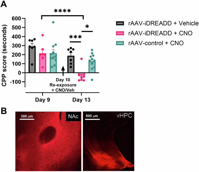 Fig. 5: Inhibition of vHPC to NAc glutamatergic projection neurons disrupts reconsolidation of cocaine contextual memories.