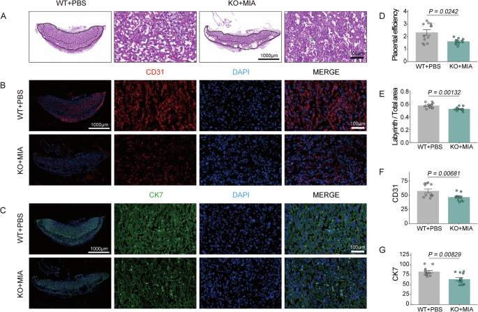 Fig. 3: Morphological and functional analysis of placental development.