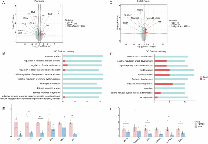 Fig. 5: Transcriptomic sex differences in double-hit placentas and fetal brains.