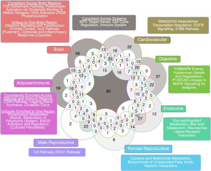 Fig. 3: Shared and unique pathway terms overrepresented in significant coexpression modules in MSEA between 7 organ systems.