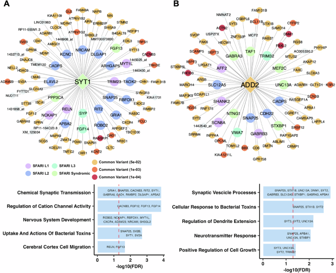 Fig. 6: Brain tissue key driver subnetworks and pathway enrichment annotation terms.