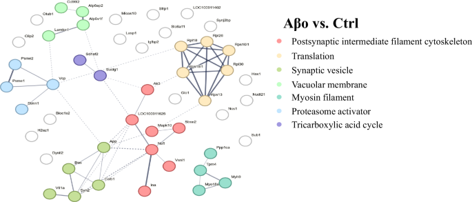 Fig. 6: STRING network analysis of significantly altered de novo proteins in response to Aβo treatment.