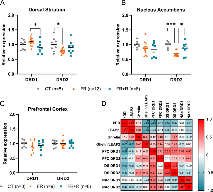 Fig. 4: Expression of dopamine receptors is modulated by the nutritional status but is not associated with cognitive impulsivity during refeeding in female mice.