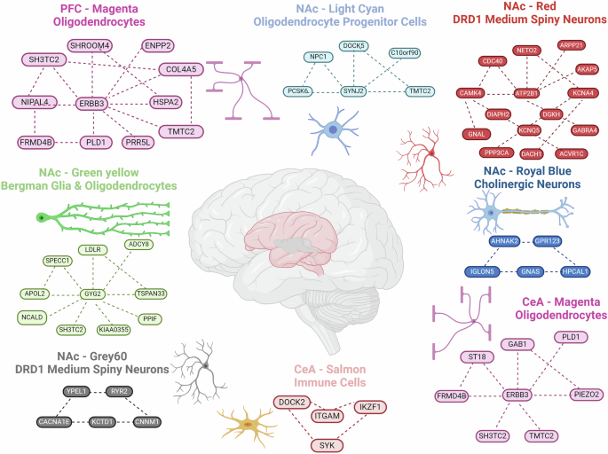 Fig. 4: Conserved Gene Co-expression Networks Associated with Human AUD and Animal Models of Alcohol use.