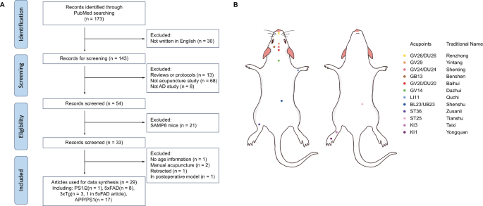 Fig. 1: Study selection process and mouse-human acupoint correspondence.