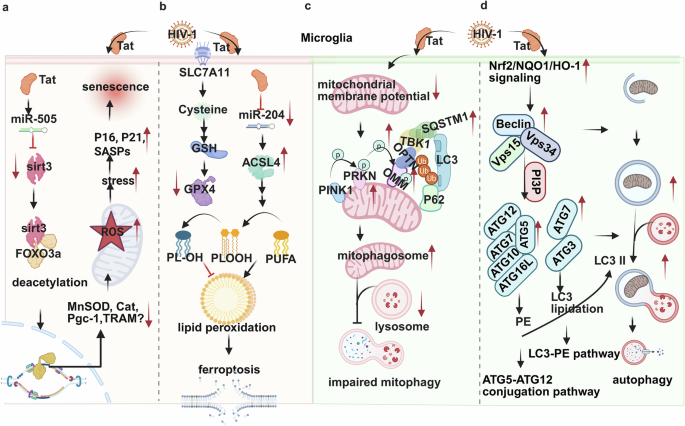 Fig. 1: Dysfunction of microglia through impaired celluler processes induced by HIV-1 Tat.