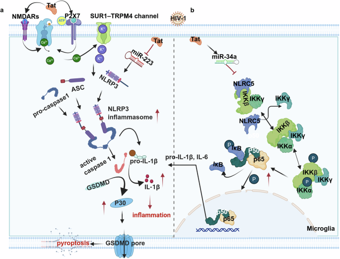 Fig. 2: Activation of microglia by NLRP3 inflammasome or NF-κB pathway induced by HIV-1 Tat.
