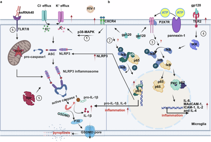Fig. 3: Diverse HIV-1 factors induce microglial activation through distinct pathways involving in NLRP3 inflammasome and NF-κB signaling.