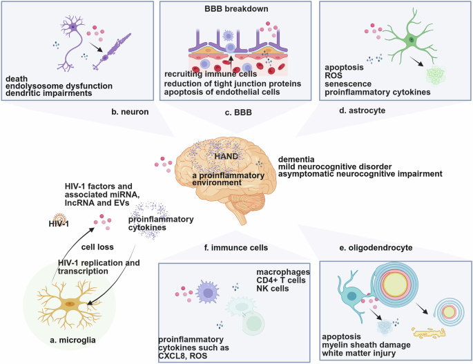 Fig. 4: Overview of the roles of microglial activation and HIV-1 factors in NeuroHIV.