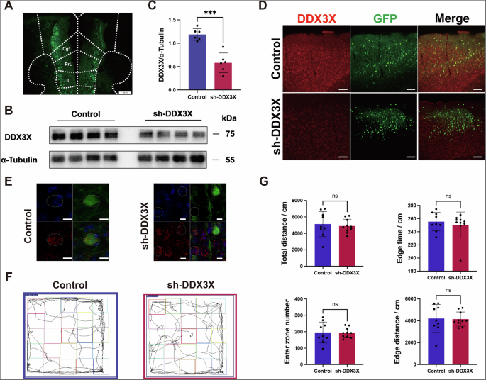 Fig. 3: DDX3X expression is significantly decreased in mPFC of mouse which exhibited social deficiency.