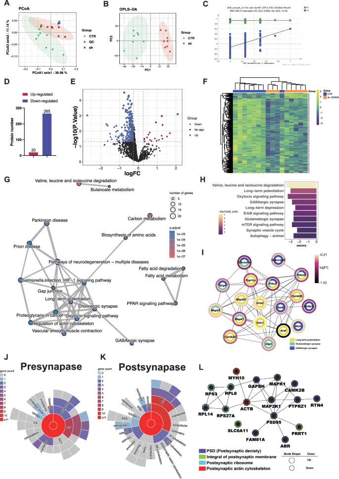 Fig. 5: Proteomics analysis identified proteins profile of DDX3X deficiency in mPFC.