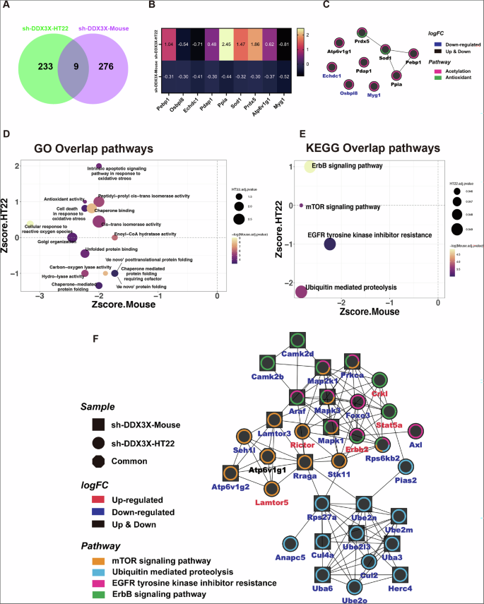 Fig. 6: Combined analysis of proteomics between mouse and HT22 cells with decreased DDX3X.