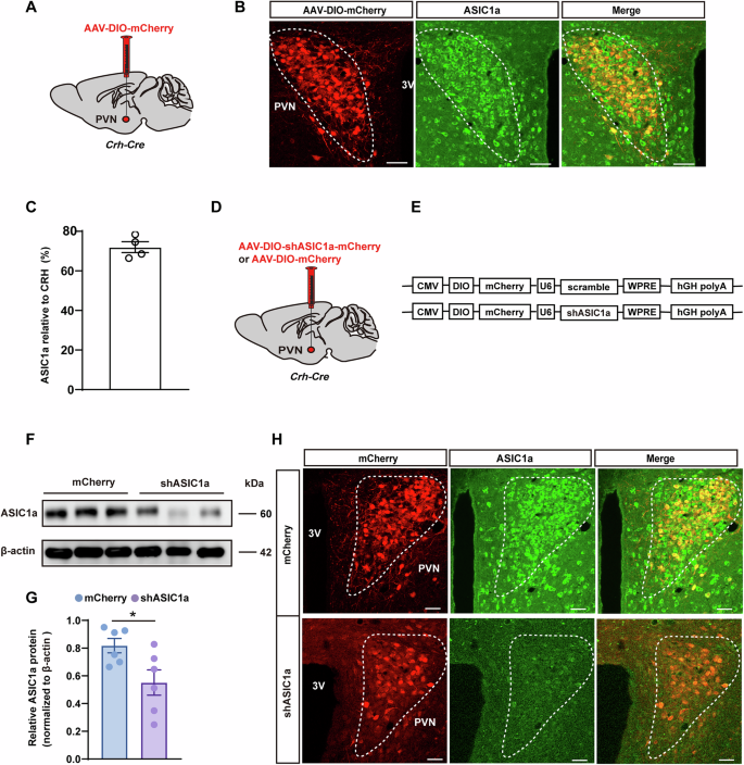 Fig. 2: ASIC1a neurons in the PVN that co-localize with CRH neurons.