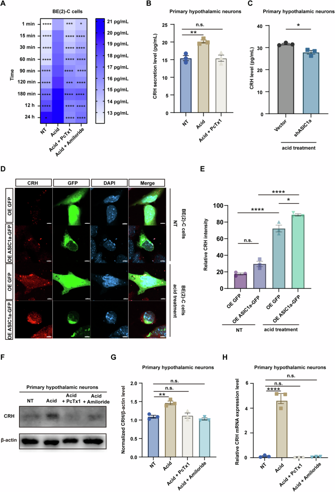 Fig. 4: ASIC1a modulated CRH expression and secretion.