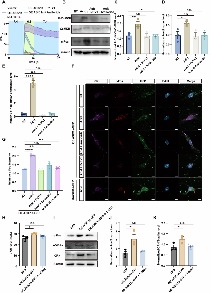Fig. 5: ASIC1a facilitated CRH transcription via Ca2+/CaMKII/c-Fos pathway.
