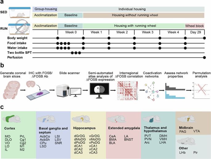 Fig. 1: Experimental timeline and workflow.