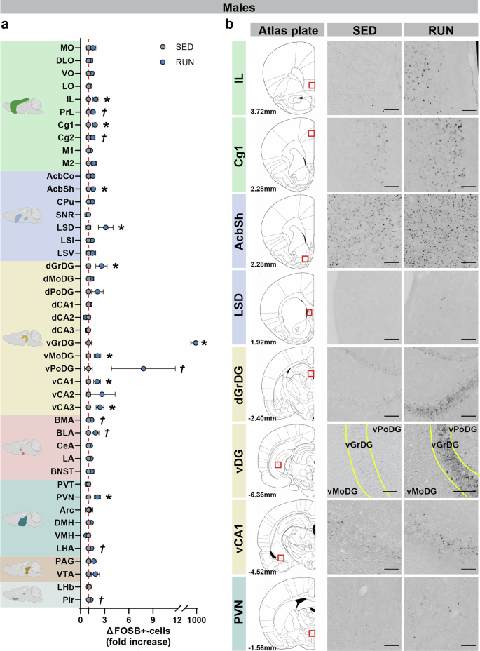 Fig. 3: Long-term VWR induction of ΔFOSB in males.