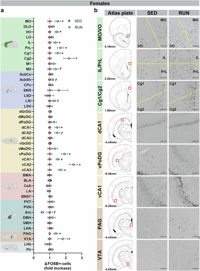 Fig. 4: Long-term VWR induction of ΔFOSB in females.