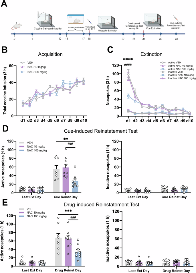 Fig. 1: Pre-treatment with NAC prior to extinction day 1 reduces both cue- and drug-induced reinstatement of cocaine-seeking behavior.