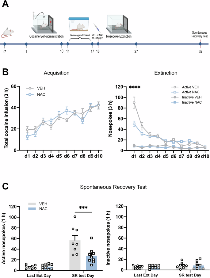 Fig. 2: Pre-treatment with NAC prior to extinction day 1 decreases subsequent spontaneous recovery of cocaine-seeking behavior.
