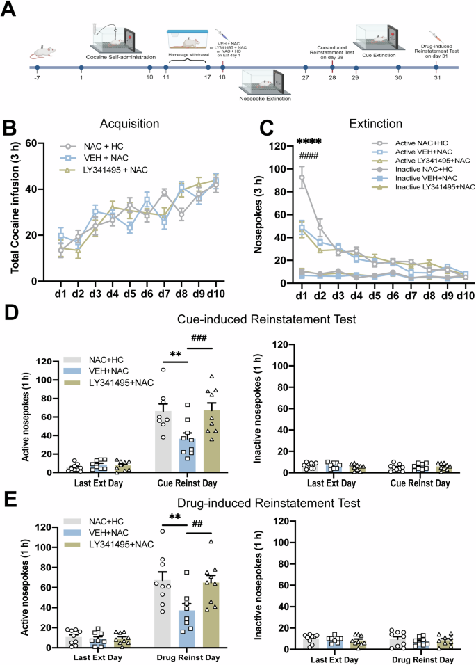 Fig. 3: The long-term inhibitory effect of NAC on cocaine-seeking behavior depends on the extinction day 1 session and mGluR2/3-mediated glutamatergic signaling.
