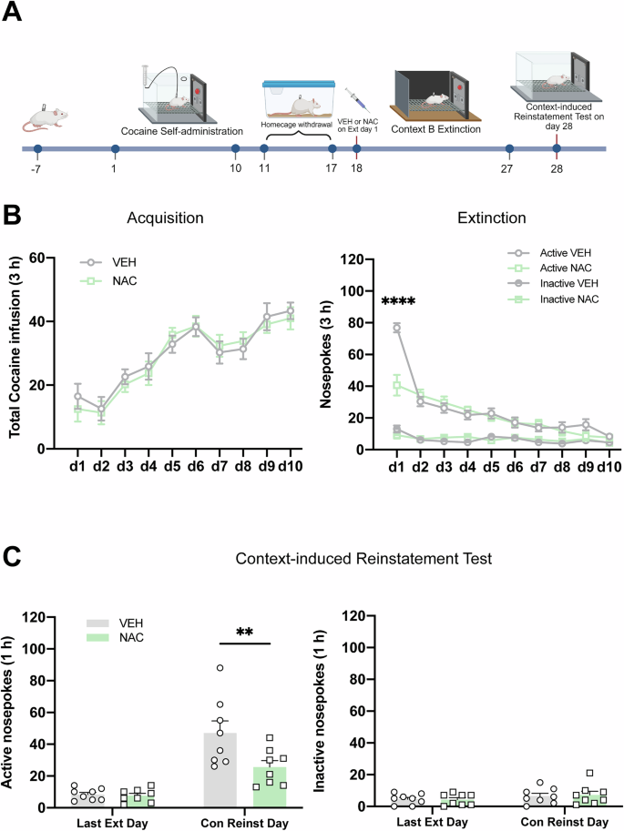 Fig. 4: Pre-treatment with NAC prior to extinction day 1 also attenuates context-induced reinstatement of cocaine-seeking behavior.