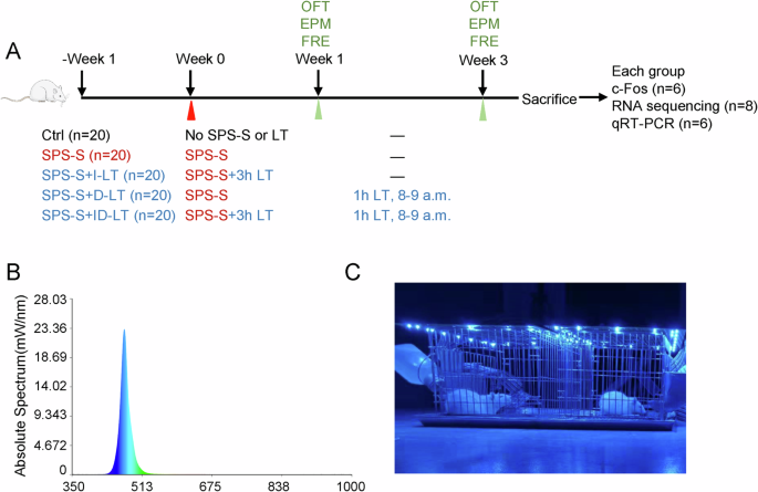 Fig. 1: The detailed procedure for applying blue light therapy on rats.