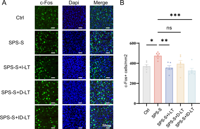 Fig. 4: The effect of phototherapy on c-Fos expression in infralimbic cortex (IL).