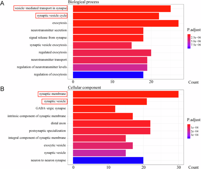 Fig. 5: GO enrichment analysis of upregulated differentially expressed genes (DEGs) in the SPS-S group compared with the Ctrl group.