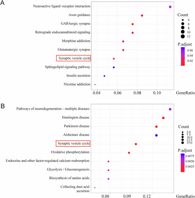 Fig. 7: KEGG enrichment analysis of upregulated differentially expressed genes (DEGs) in the SPS-S group compared with the Ctrl group and downregulated DEGs in the I-LT group compared with the SPS-S group.
