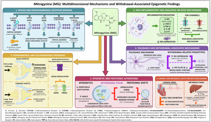Decoding kratom: molecular mechanisms and epigenetic factors in use and  dependence