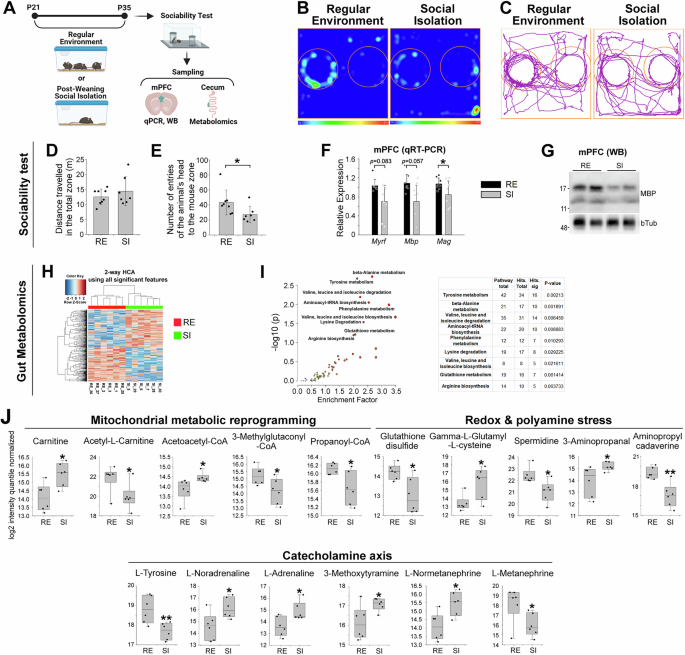 Regulation of oligodendrocyte metabolism and myelination by acetyl-L- carnitine in a mouse model of post-weaning social isolation