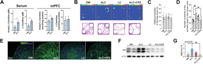 Regulation of oligodendrocyte metabolism and myelination by acetyl-L- carnitine in a mouse model of post-weaning social isolation
