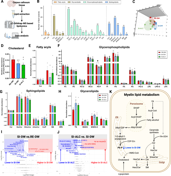 Regulation of oligodendrocyte metabolism and myelination by acetyl-L- carnitine in a mouse model of post-weaning social isolation