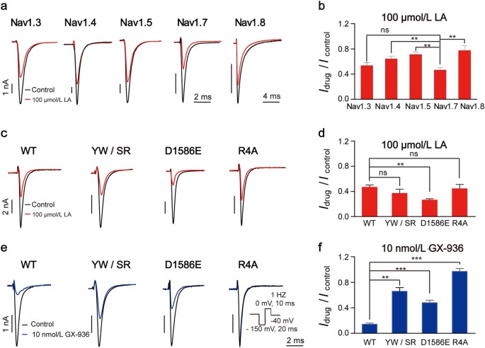 Lappaconitine Hydrobromide Be Used In Neurodegenerative Disease Treatment Lappaconitine Hydrobromide Be Used In Neurodegenerative Disease Treatment
