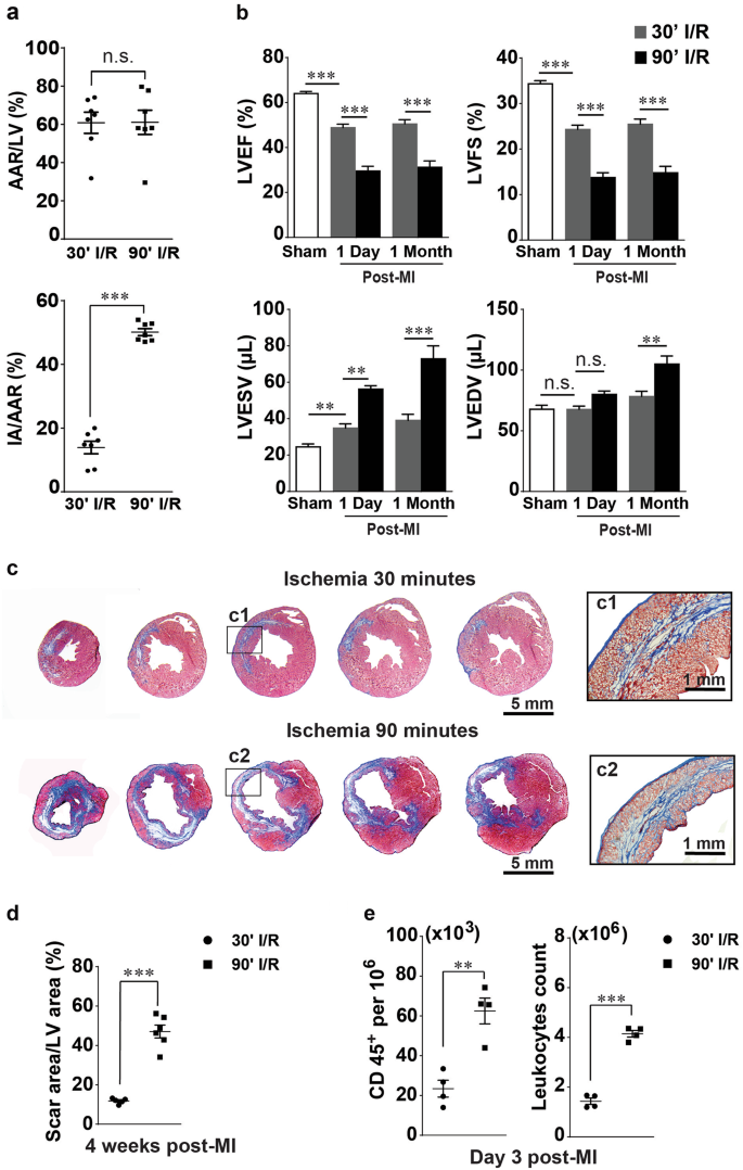 Temporal Dynamics Of Immune Response Following Prolonged Myocardial Ischemia Reperfusion With And Without Cyclosporine A Acta Pharmacologica Sinica
