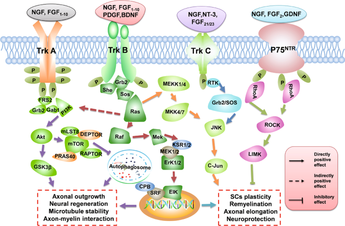 after axonal injury regeneration in peripheral nerves is guided by