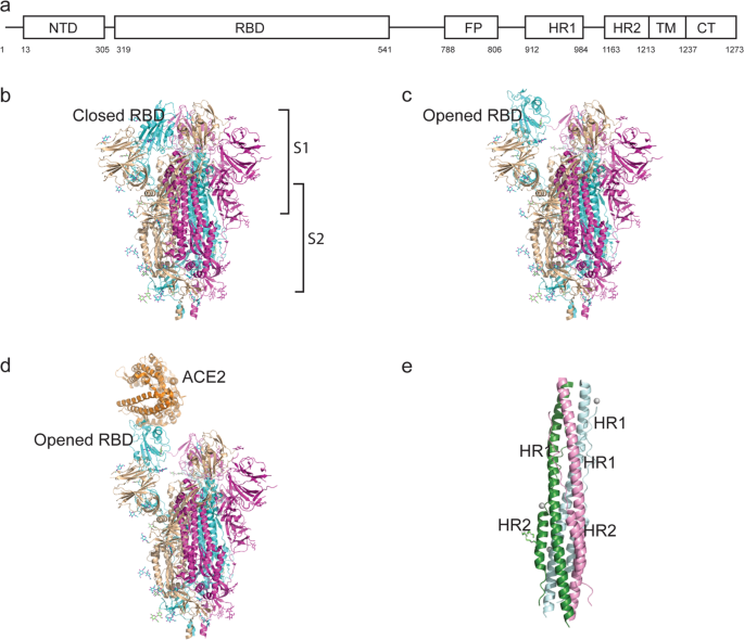 Structural And Functional Properties Of Sars Cov 2 Spike Protein Potential Antivirus Drug Development For Covid 19 Acta Pharmacologica Sinica