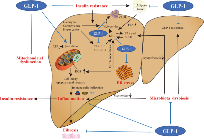 can glp 1 help fatty liver GLP-1 mimetics as a potential therapy for nonalcoholic steatohepatitis