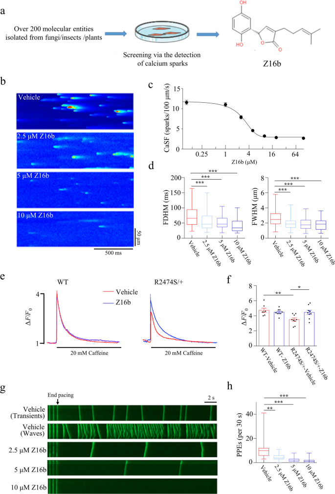 Z16b A Natural Compound From Ganoderma Cochlear Is A Novel Ryr2 Stabilizer Preventing Catecholaminergic Polymorphic Ventricular Tachycardia Acta Pharmacologica Sinica