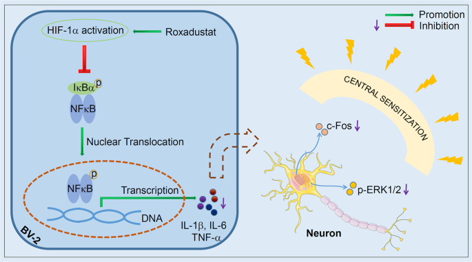 glutathione and migraines Roxadustat alleviates nitroglycerin-induced migraine in mice by regulating  HIF-1α/NF-κB/inflammation pathway