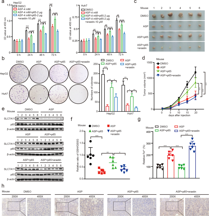 Aspirin triggers ferroptosis in hepatocellular carcinoma cells through  restricting NF-B p65-activated SLC7A11 transcription | Acta Pharmacologica  Sinica