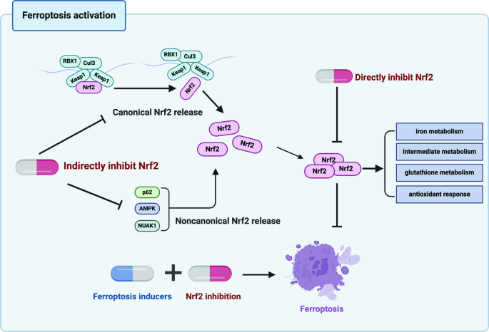 The regulation and function of Nrf2 signaling in ferroptosis-activated  cancer therapy | Acta Pharmacologica Sinica