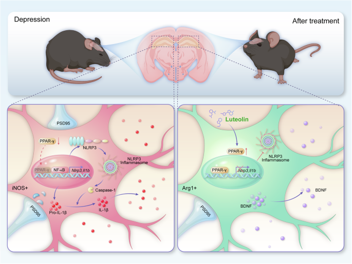dem glutathione depetor induced rat A) Malondialdehyde (MDA) and (B) reduced (GSH) Dendrimer-Conjugated Glutamine Antagonist, D-TTM020, Ameliorates