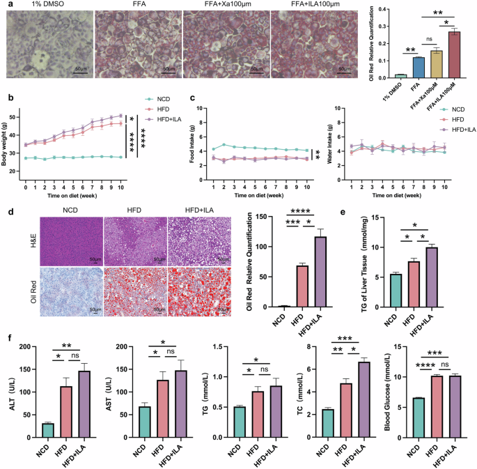 Fig. 11: The disordered tryptophan metabolites indole-3-lactic acid aggravates lipid deposition.
